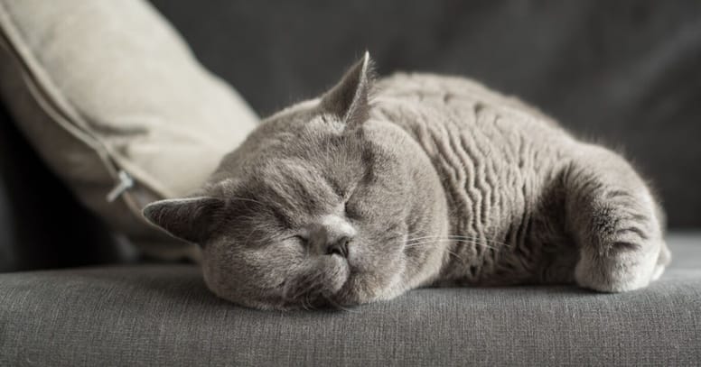 Namen für graue Katzen Katzennamen männlich und weiblich